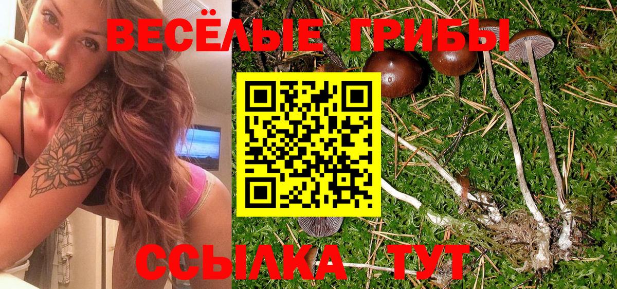 сколько стоит  Вход с VPN  Лесной  Псилоцибиновые грибы GOLDEN TEACHER 